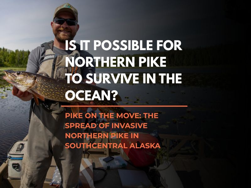 Northern pike featured in The Fish Count Podcast