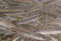 Phase 5 - Smolt &mdash; As smolt, the salmon are much larger and faster swimmers than they were as fry. They turn silvery and start their migration to saltwater to feed.