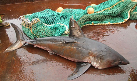 A male salmon shark with two tags shortly before he is released The tag on the dorsal fin transmits when the shark39s fin breaks the surface The map below shows how the location data provides insights into seasonal movements Photo courtesy Sabrina Garcia
