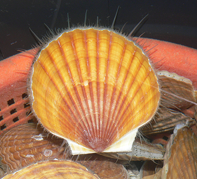 A live scallop in a tank The scallop tentacles along the fringe are similar to anemone tentacles and help them feed Photo by Ryan BurtADFampG