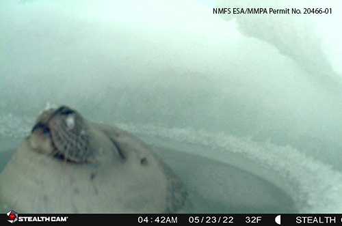 A ringed seal resting in the access hole of a lair Researchers learned this behavior was far more common than previously known NMFS ESAMMPA Permit No 2046601