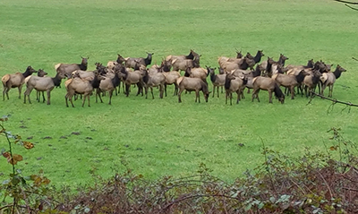 An elk herd in Oregon CWD affects elk deer moose and caribou  Photo by Adam Rouske