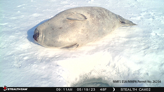 A remote trail camera captured this picture of a ringed seal hauled out at a breathing hole NMFS ESAMMPA Permit No 26254