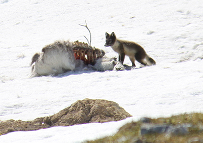 An Arctic Fox scavenges a reindeer Photo by Arin Underwood