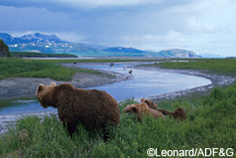 AtMcNeil River bears go about their daily activities undisturbed by the people observing