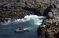 Resighting sea lions Alaska Fish and Game researchers maneuver a skiff near a sea lion rookery in Southeast Alaska Biologist Lauri Jemison is perched on an extension ladder secured to the deck to get a better view of marked animals Photo courtesy