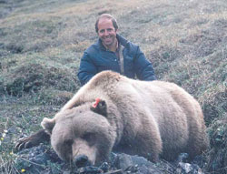 Bear biologist Harry Reynolds of Fairbanks with a tranquilized grizzly