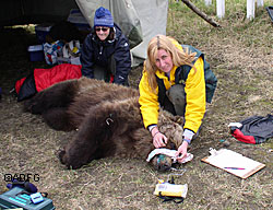 Alaska Department of Fish and Game veterinarian Kimberlee Beckmen examines a grizzly bear