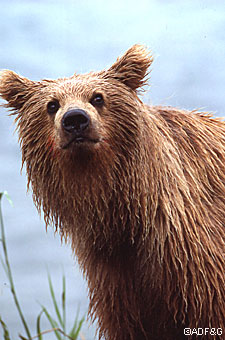 Studies indicate that bears probably see about as well as humans but trust their sense of smell more
