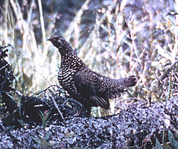 Spruce grouse favor the boreal forests of Alaska and Canada and those on Prince of Wales Island represent an unusual population inhabiting a coastal rainforest