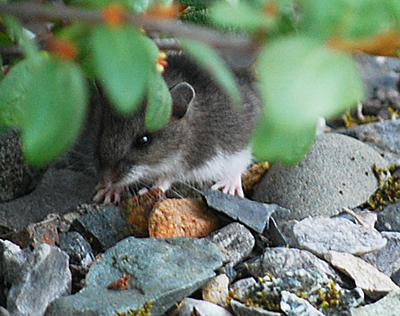 A Deer Mouse Usually dark above and white underneath tail is distinctly bicolored they are 34rdquo long with a long tail