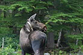 GPS collars attached to cow moose in the Gustavus area allowed researchers from the Alaska Department of Fish and Game to track the animals movements between their summer and winter ranges Photo by Sean Nielson