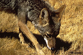 Coyote researchers found that wolfkilled moose and caribou are the second most important source of food for coyotes Scavenging these carcasses is risky as wolves will kill coyotes given the chance Photo courtesy USFWS