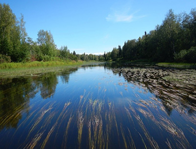 Ideal habitat conditions for pike Alexander Lake outlet