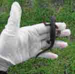 The toxins in the newts skin makes them taste bad But these newts are nothing to be afraid of They dont bite and theyre totally harmless unless the toxin is ingested