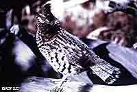Ruffed grouse and moose   benefit from conditions that follow wildland fire ADFampG photo