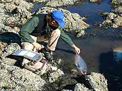 A technician measures and takes samples from a beachcaught salmon on Douglas Island near Juneau ADFampG photo