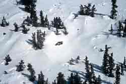 Wolverines are difficult animals to study A new method of determining population densities has been developed that focuses on fresh tracks