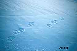 wolverine tracks