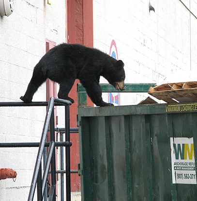 An urban black bear on Fort Richardson