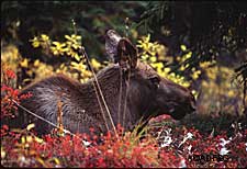 A new video teaches third through fifth grade students all about moose and being safe around urban moose
