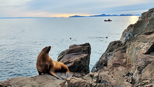 The Steller sea lion shortly before she rejoins her group All research and capture work is done under NMFS MMPAESA Permit No 27503 Photo by Justin Jenniges