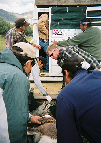 Bruning top left unloading Rocky Mountain bighorn sheep captured in the Sangre de Cristo Mountains of New Mexico for release at lower elevation in the Rio Grande Gorge