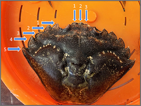 European green crab carapace with key characteristics highlighted to help distinguish this invasive crab from crabs native to Alaska Photo Linda Shaw NOAA Fisheries Graphics ADFampG