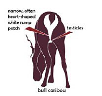 Bull from the rear