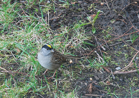 Goldencrowned sparrows are omnivorous and feed on seeds spiders and insects