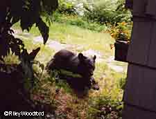 Bird feeders have proven to be a major attractant for urban bears and bird feeders should be taken down April first Photo by Riley Woodford