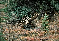 Moose thrive on the lush spring growth of willow alder and poplar Crushing stimulates the growth of these plants Photo by John HydeADFampG