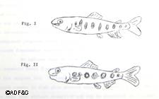 Quirky typewriter fonts handdrawn illustrations and pages numbered in ball point pen are a quaint reminder of life before computers