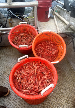 Nice hauls of side stripe emPandalops disparem and pink aka northern shrimp emPandalus eousem Photo by Mark Stopha