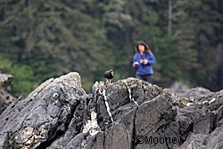 Kristen Romanoff searches for oystercatcher nests on remote beaches in Southeast Alaska Photo by Phil Mooney
