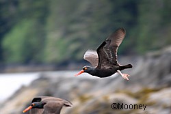 A black oystercatcher in flight Photo by Phil Mooney