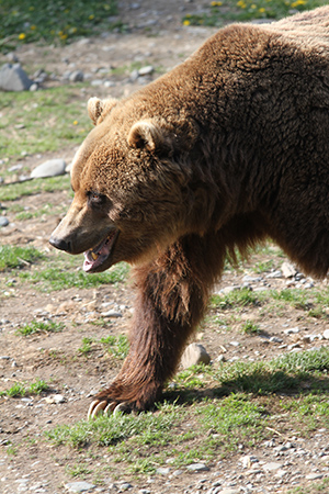 ldquoJakerdquo an Alaska Zoo brown bear  At 38 years old he is the Zoorsquos oldest resident and has been visited by generations of Anchorage schoolchildren  Photo by the author