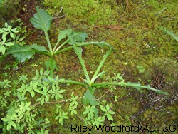 Deer feast on skunk cabbage during the spring and summer despite the presence of oxalic acid in the leaves Deer have browsed these leaves down to the watery midrib
