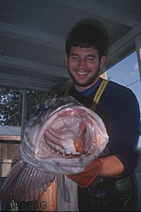 Bill Romberg with a lingcod Scott MeyerADFampG photo