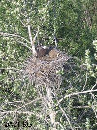 An eagle nest in the Minto Flats State Game Refuge Biologists are developing a technique to inventory the nests of raptors such as great gray owls great horned owls northern goshawks redtailed hawks roughlegged hawks and  peregrine falcons