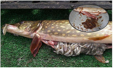 Pike initially prey on juvenile salmonids until they are depleted Eventually the only prey left once all fish are gone are water bugs bubble