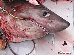 The teeth are only about 12 inch long but there were 57 rows of them