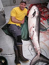 The shark is longer than Ed Neal is tall The group spent several hours carefully butchering and processing the firm pale meat All photos by JJ Vollenweider