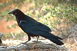 Ravens are found throughout Alaska but in Anchorage the numbers increase in the winter months Photo by Gary StoltzUSFWS