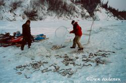 Subsistence harvest of lampreys on the Yukon River Photo by Dave Andersen