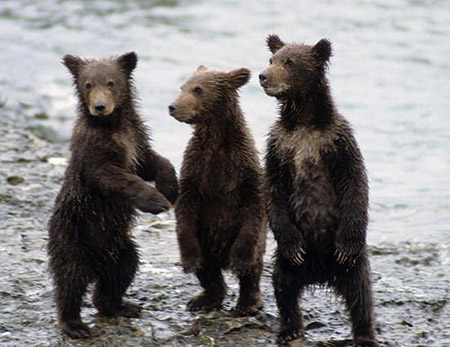 Cubs at McNeil River Photo by John HydeADFampG