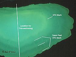Whole burbot otolith viewed under a compound microscope with a mercury lamp showing the fluorescing OTC mark annuli past this mark and location for thinsectioning through the center nucleus