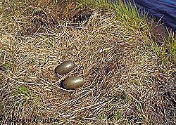 The nest of a Pacific loon along the shoreline Photo by Tim Bowman US Fish and Wildlife Service