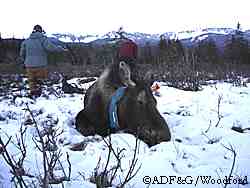 Biologists Kevin White and Stacy Crouse examine a sedated moose to learn more about how moose survive the lean Alaska winters Photo by Riley Woodford