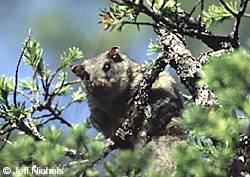 A northern flying squirrel peers from a perch in a tree on Prince of Wales Island These nocturnal gliders are widespread in Alaska and range from Ketchikan to Fairbanks Jeff Nichols photo
